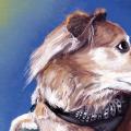 The Bark Stops Here